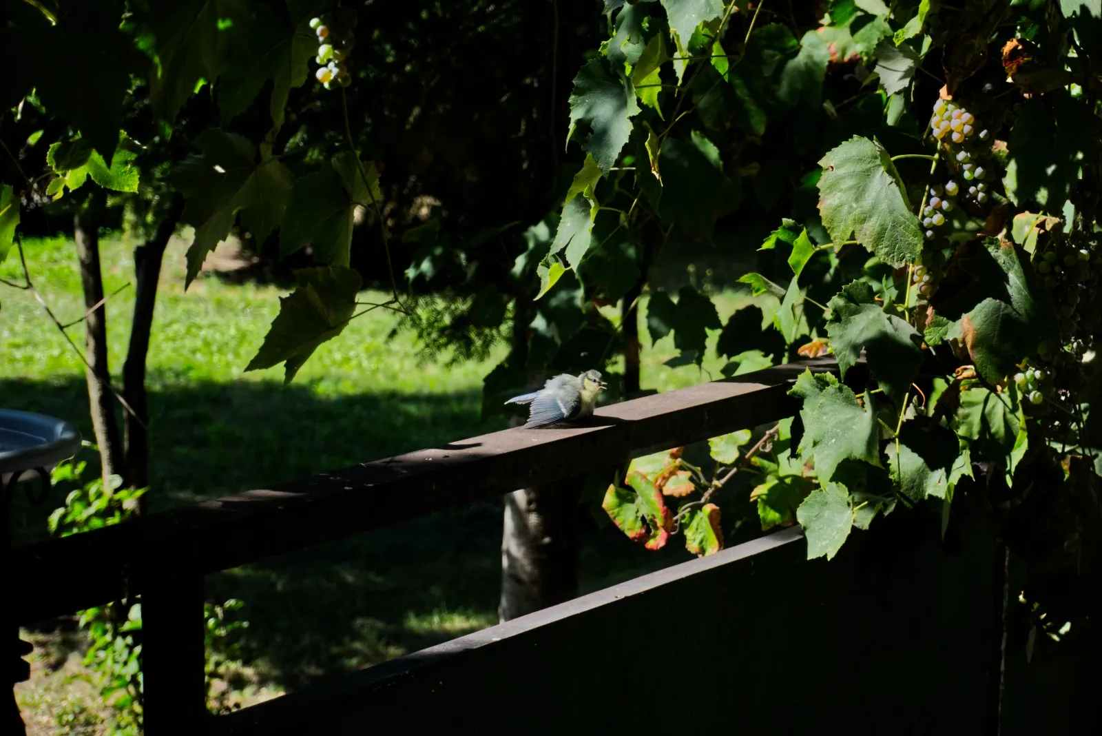 Zdjęcie młodej modraszki, siedzącej na poręczy balkonu, z rozłożonymi skrzydłami celem schłodzenia się. Modraszka ma lekko otwarty dziób, jej wyraz twarzy przypomina minę uśmiechniętego, szczęśliwego człowieka.